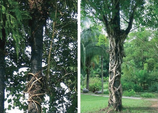 Archivo:Ficus concinna.jpg