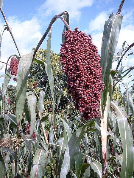Archivo:Sorghum bicolor 1.jpg