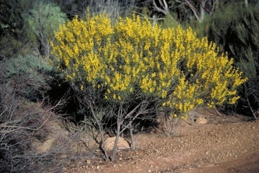 Archivo:Acacia fragilis.jpg