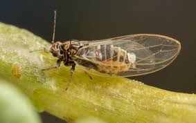 Bactericera cockerelli.jpg