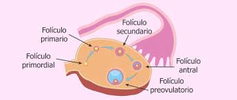 Archivo:Foliculo.jpg