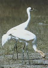 Archivo:Grulla alim 4.jpeg