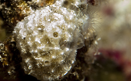 Archivo:Nausithoe punctata.jpg