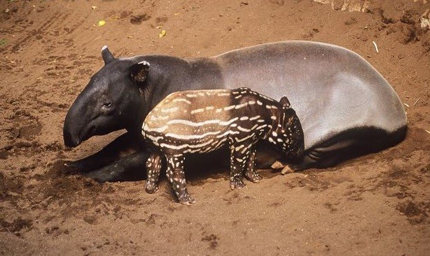 TAPIR MALAYO Y CRÍA.JPG