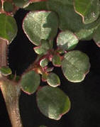 Trianthema purtulacastru.jpg