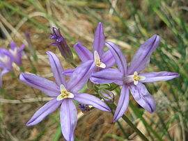 270px-Brodiaea californica close-up2.jpg