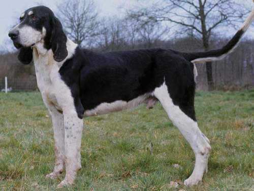 Archivo:Ejemplar de Sabueso francés blanco y negro.jpg