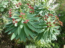 Euphorbia atropurpurea.jpg