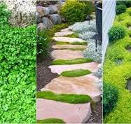 Plantas tapizantes 2.jpg