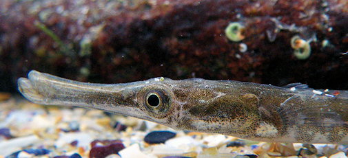 Archivo:Syngnathus rostellatus7-fg.jpg