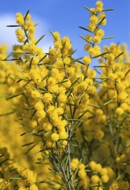 Archivo:Acacia lineolata 2.jpg