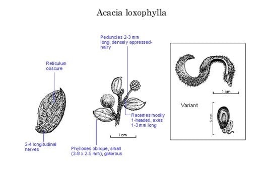 Archivo:Acacia loxophylla.jpg