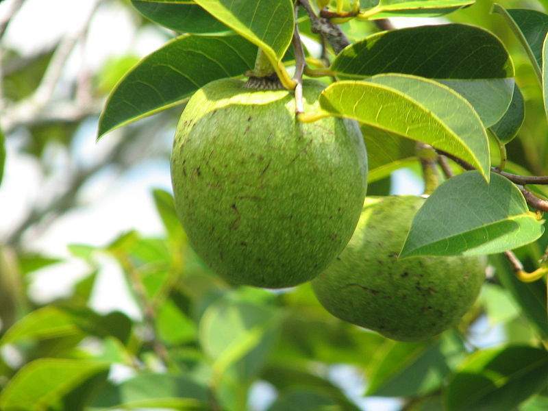 Archivo:Annona glabra fruto.jpg