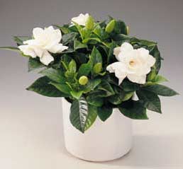 Gardenia (Gardenia jasminoides) - EcuRed