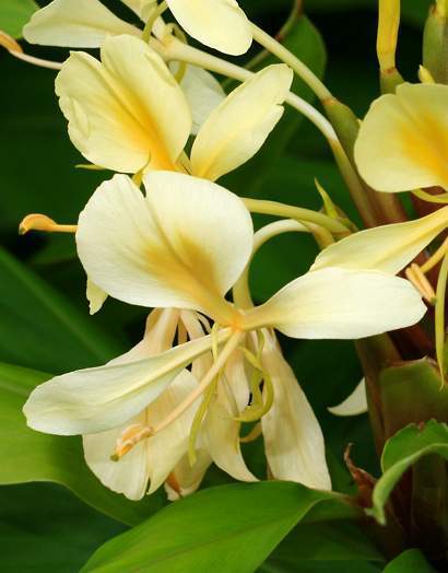 Archivo:Hedychium-flavescensflor.jpg