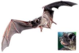 Murcielago guanero4.jpeg
