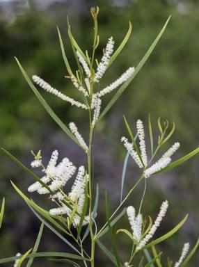 Archivo:Acacia gonocarpa 4.jpg