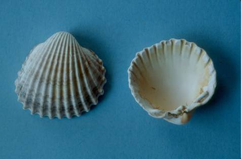 Archivo:Berberecho común.png