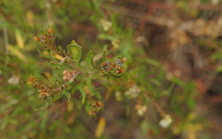 Archivo:Croton cuchillae-nigrae 2.jpg