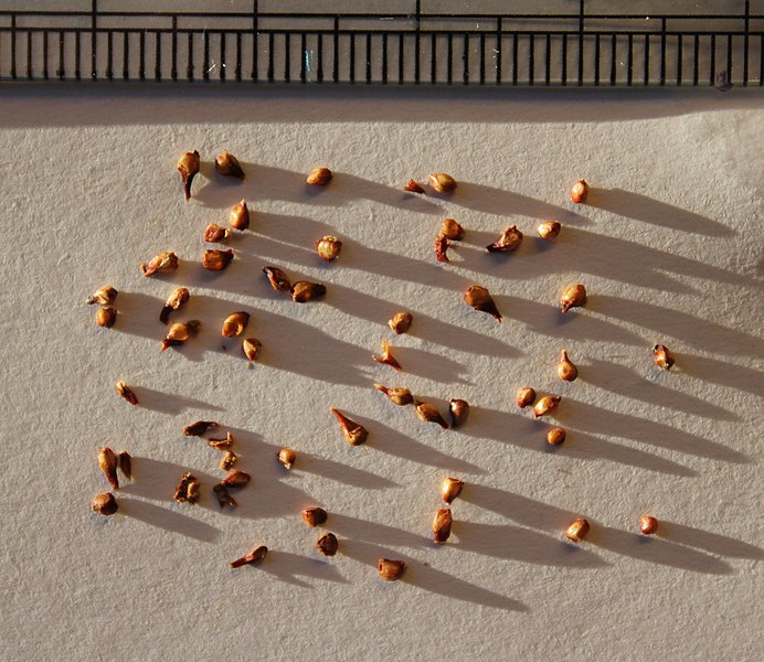 Archivo:Ficus auriculata semillas.jpg