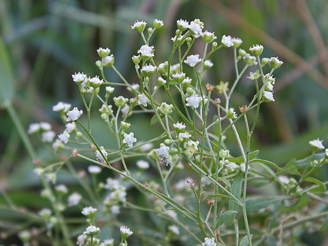 Archivo:Guayule 2.jpg