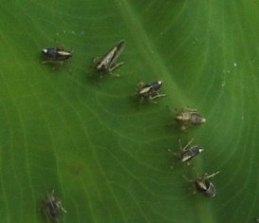 Insectos Genero Tarophagus.JPG