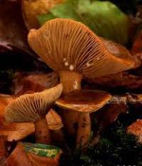 Lactarius subdulcis1.jpg