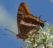 Mariposa del madroño.jpg