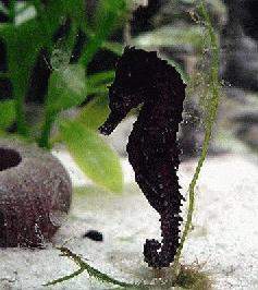 Archivo:Walea Pygmy.jpg