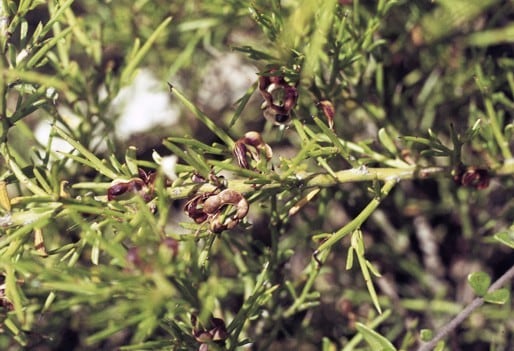 Archivo:Acacia ferocior 2.jpg