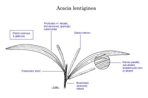 Archivo:Acacia lentiginea.jpg