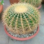 Echinocactus-grusonii-xl-150x150.jpg