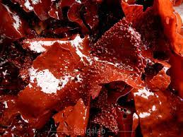 Archivo:Gigartina 3.jpg