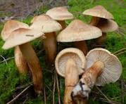 Tricholoma psammopus.jpg