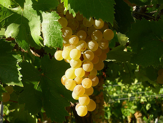 Archivo:Uva pisquera-Chile.jpg