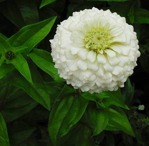 Archivo:Zinnia-elegans.jpg