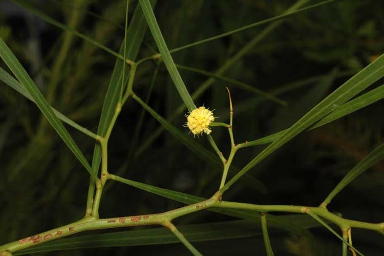 Archivo:Acacia gillii.jpg