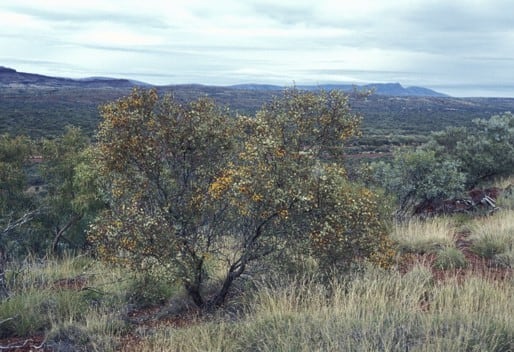 Archivo:Acacia marramamba.jpg