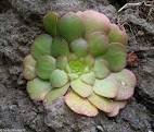 Aeonium glandulosum.jpeg