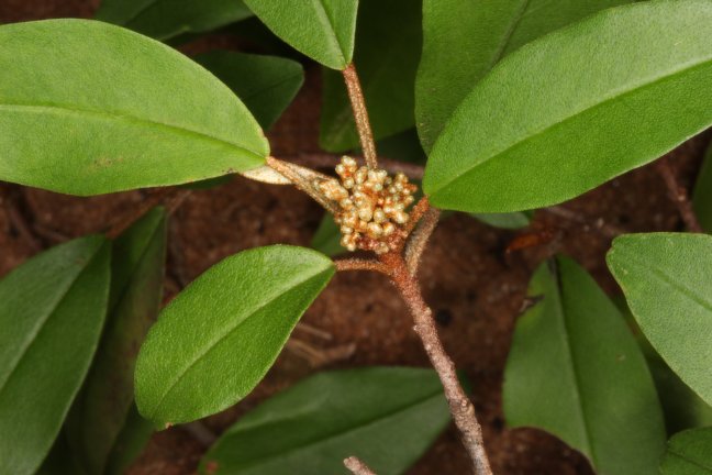 Archivo:Croton brevispicatus 3.jpg