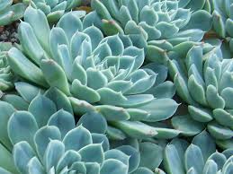 Echeveria elegans1.jpg