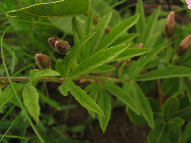 Archivo:Ipomoea delphinioides.jpg