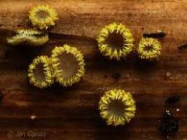 Lachnum mollissimus1.jpg