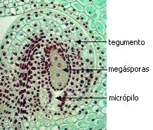 Archivo:Megaspora m.jpg