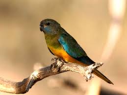 Archivo:Speriquito espléndido.jpg