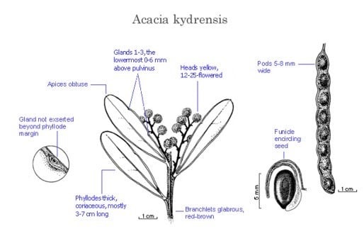Archivo:Acacia kydrensis.jpg