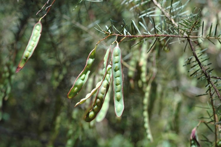 Archivo:Acacia linifolia 5.jpg