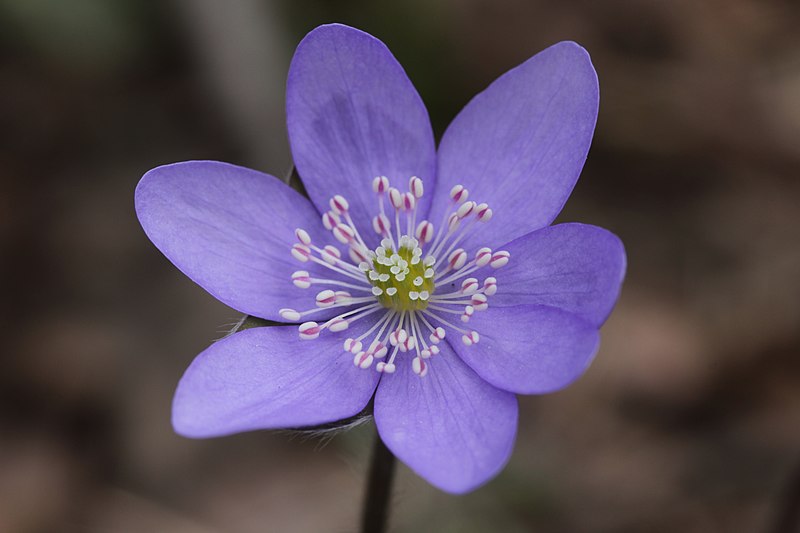 Archivo:Anemone hepatica 2.jpg