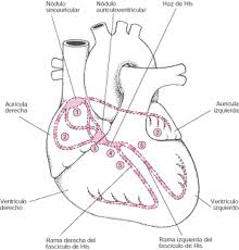 Arritmia Cardiaca001.jpeg