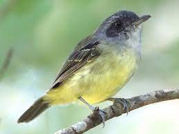 Batarito Cabecigrís.jpg